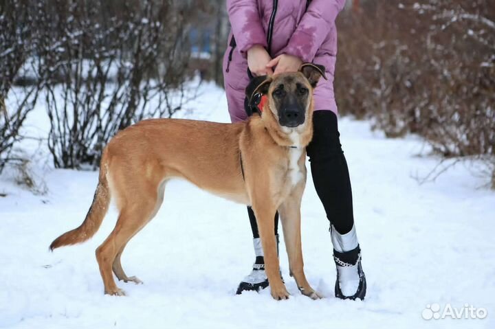 Собака в добрые руки