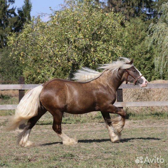 Продам жеребчика или кобылку тинкера