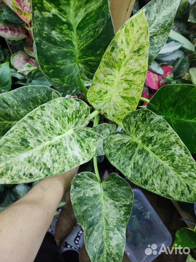 Филодендрон гигантум вариегатный