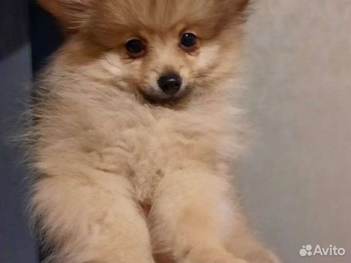 Шпиц щенок