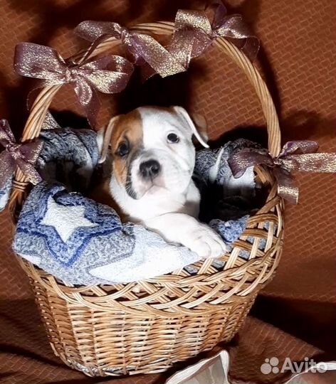 Американский булли мощный стандарт