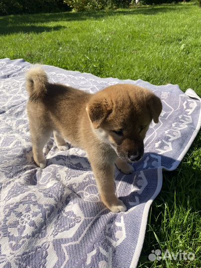 Щенки Сиба ину