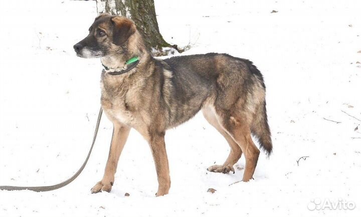 Собака из приюта Дина в добрые руки