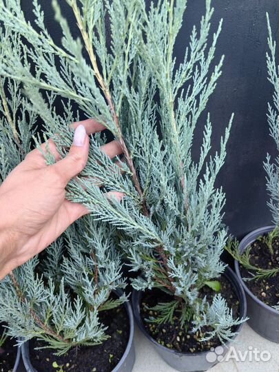 Можжевельник мунглоу