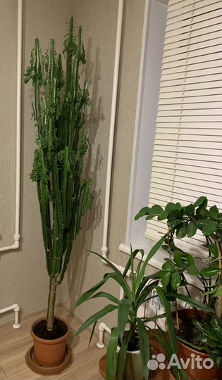 Кактус молочай