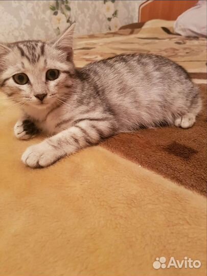Кошка