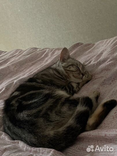 Шотландская