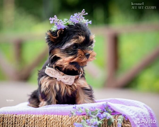 Девочка настоящего йоркширского терьера