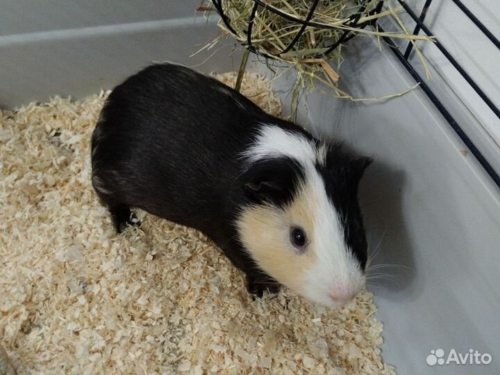 Морская свинка мальчик