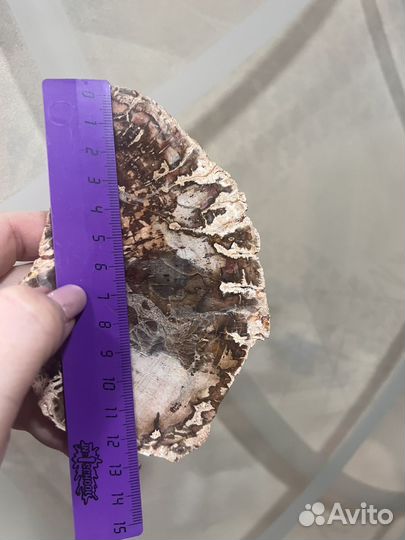 Окаменелое дерево 315 гр