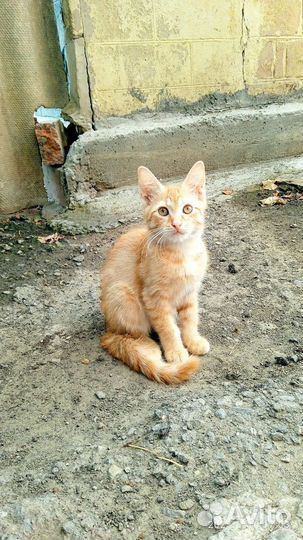 Кот