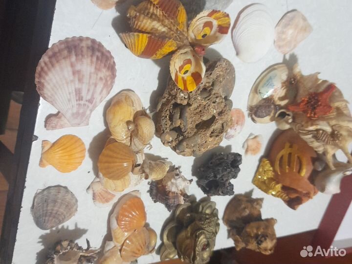 Морские ракушки раковины