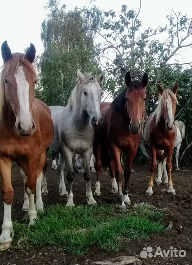 Лошадь жеребята