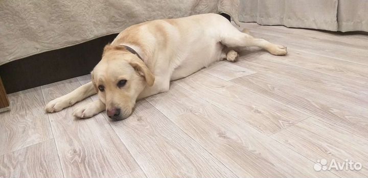 Лабрадор (вязка)