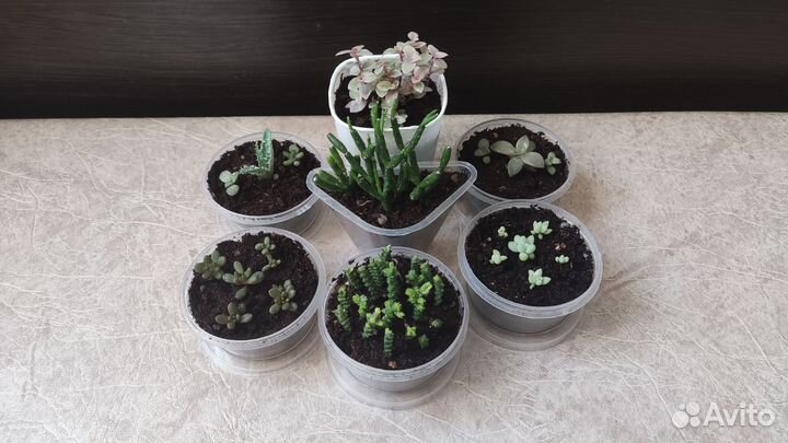 Суккуленты