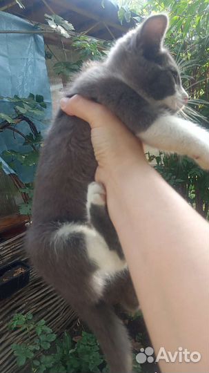 Кошечка в добрые ручки