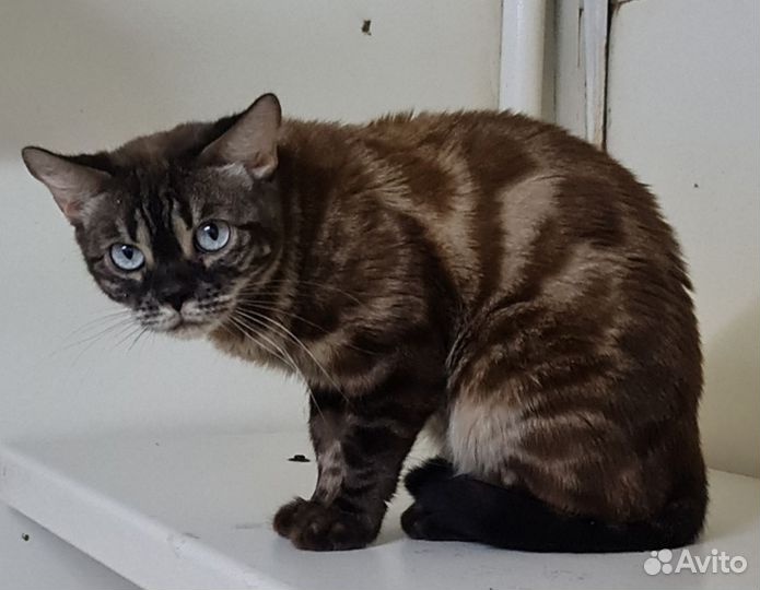 Бенгалка в дом