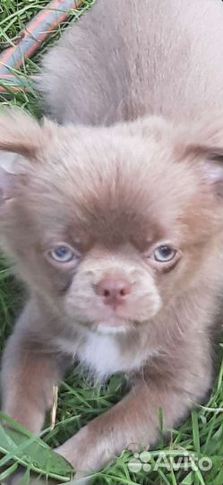 Щенки чихуахуа