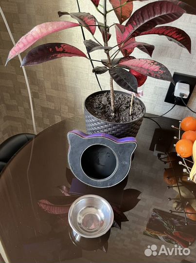 Миска для котенка