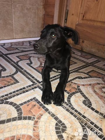 Собака в добрые руки маленькая порода