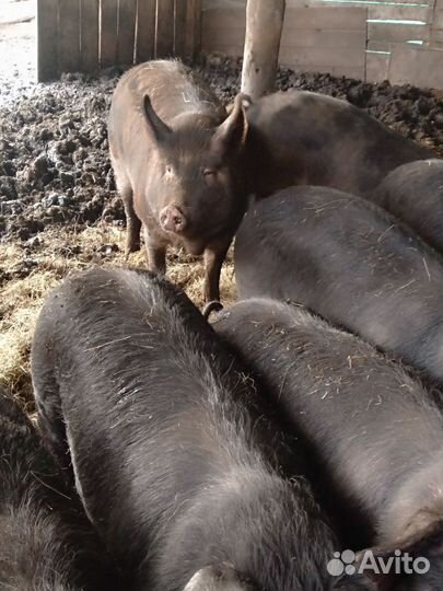 Свиньи на племя