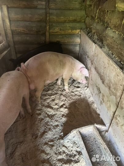 Хряк на племя