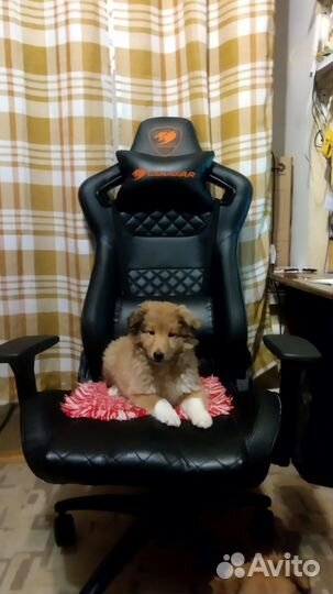 Крупный щенок шелти