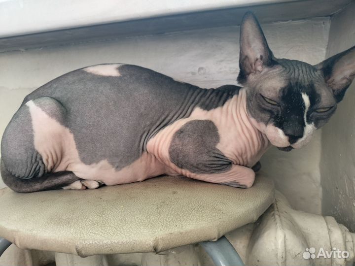 Канадский сфинкс