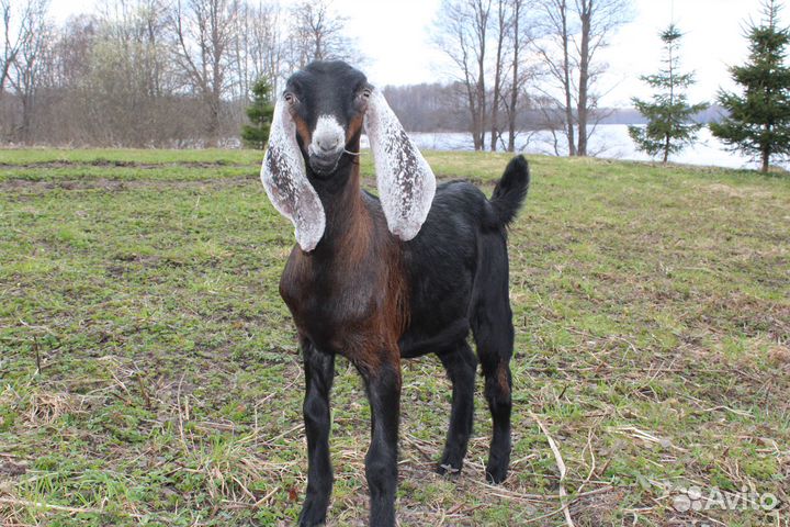 Продам нубийскую козу