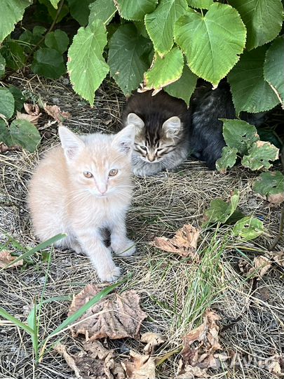 Котята в добрые руки