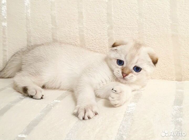 Шотландские шиншиллы