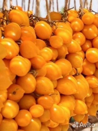 Семена томата Гора Везувий коллекционный