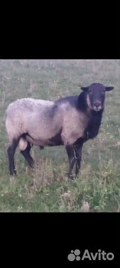 Бараны, матки, ярки