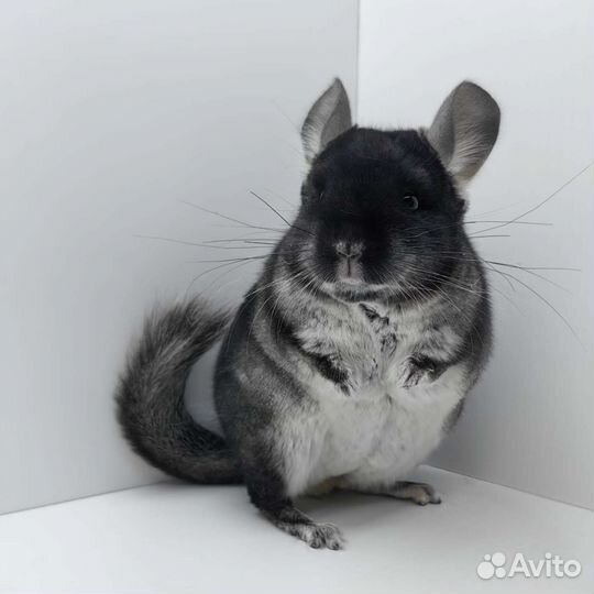 Шиншилла