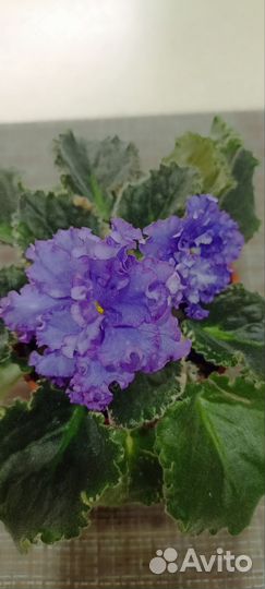 Сортовые фиалки цветущие