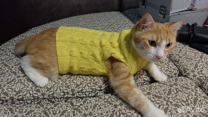 Одежда для кошек #одеждадлясфинксов