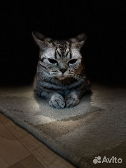 Кошка