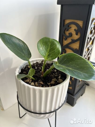 Филодендрон биркин