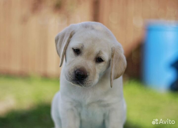 Щенки лабрадора