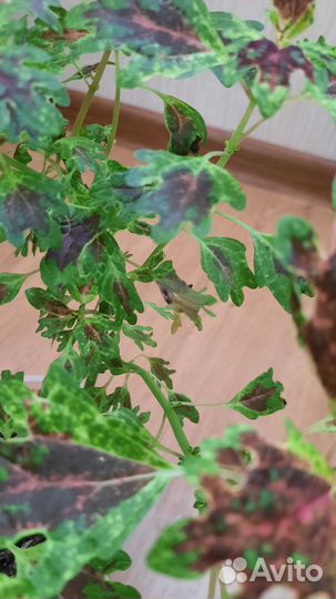 Колеусы вегетативные