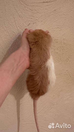 Крыса дамбо мальчик