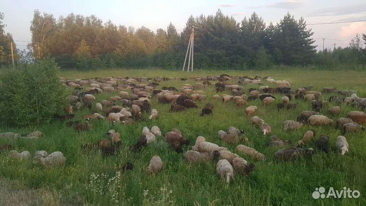 Бараны на курбан