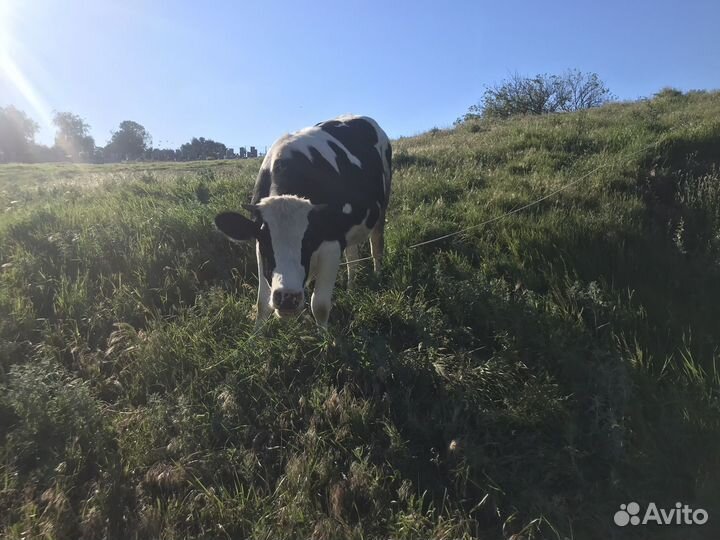 Продаю коров, телята, бычки