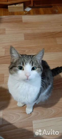 Кошка не боб тейл, но близко