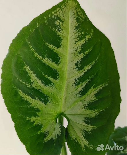 Сингониум Wendlandii White Center