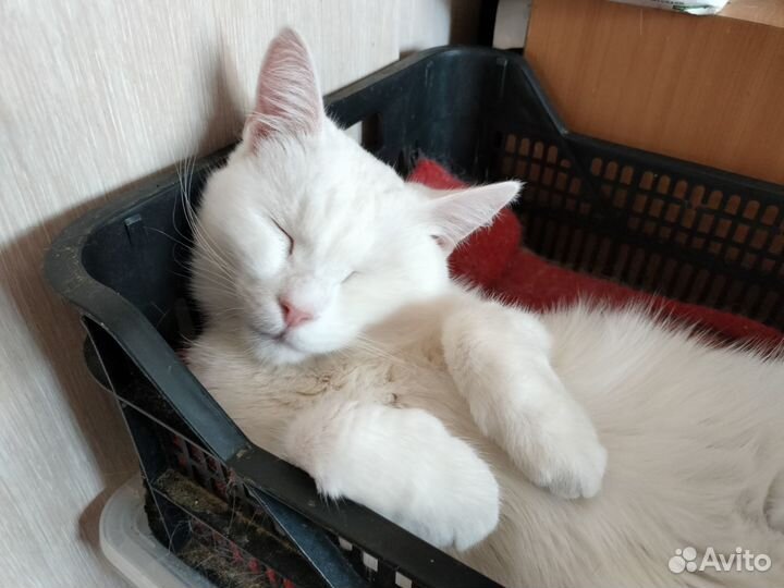 Очень спокойная кошка Соня из приюта ищет дом