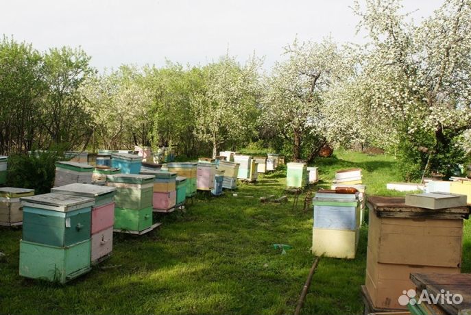 Мёд натуральный из Алтая опт от 16кг