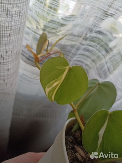 Филодендроны