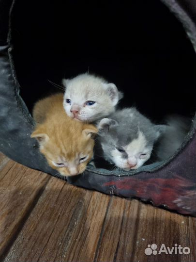 Котята от вислоухой кошки