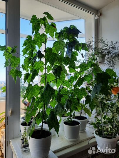 Клен комнатный абутилон